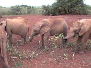 Sheldricks Elephant Orphanage, Nairobi (Kenya)